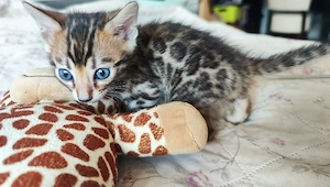 Bengalkitten 