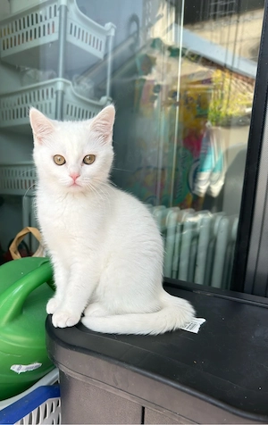 BKH  Kitten   Katzen 