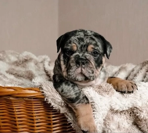 OEB rüde 12 wochen  Bild 2