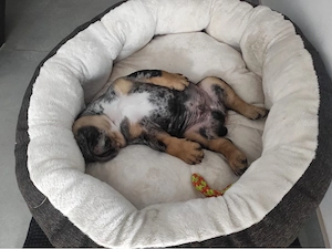 OEB rüde 12 wochen  Bild 4