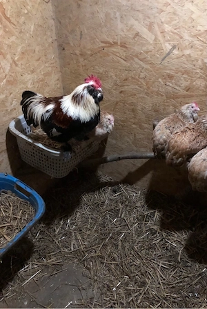 Bruteier Zwerglachshühner, Zwerg Lachshühner - lachsfarben