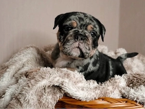 OEB rüde 12 wochen  Bild 3