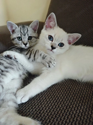 Wunderschöner BKH Kater zu verkaufen 