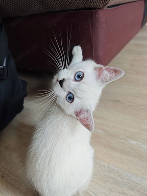 Wunderschöner BKH Kater zu verkaufen 