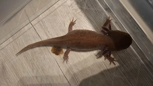 Axolotl Pärchen ca 23cm groß