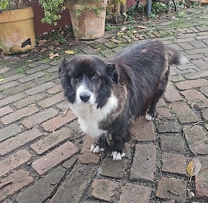 Gnadenplatz für Max gesucht 