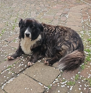 Gnadenplatz für Max gesucht  Bild 10