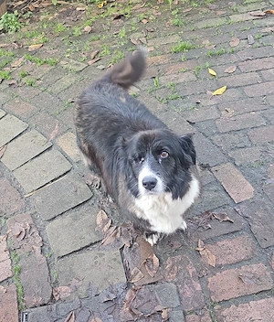 Gnadenplatz für Max gesucht  Bild 7