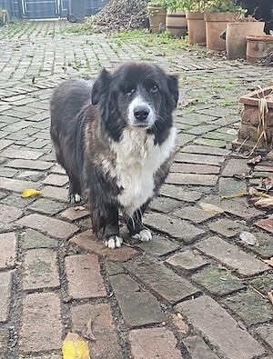 Gnadenplatz für Max gesucht  Bild 6
