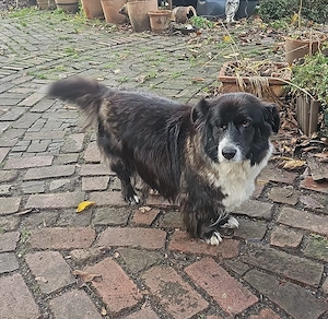 Gnadenplatz für Max gesucht  Bild 9