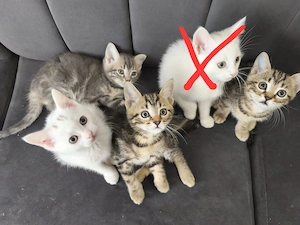 Wundervolle BKH Bengal mix Kitten 