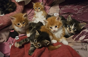 Maine Coon Kitten typvoll und liebevoll aufgezogen ab Juni 