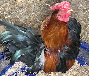 Serama Hähne abzugeben