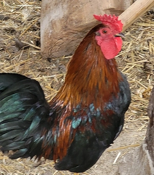 Serama Hähne abzugeben Bild 5