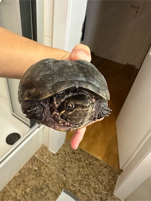 Wasserschildkröte in liebevolle Hände abzugeben