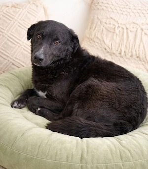 Ozzy - unsicherer Kerl, sucht sichere Führung!