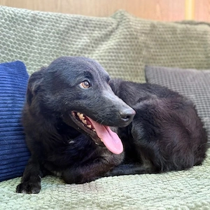 Ozzy - unsicherer Kerl, sucht sichere Führung! Bild 4