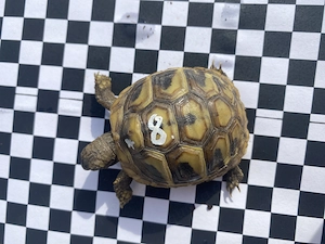 Griechische Landschildkröten NZ 2025