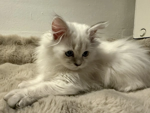 Babykätzchen sucht ein liebevolles Zuhause