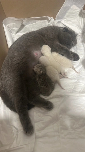 BKH Deckkater Bild 10