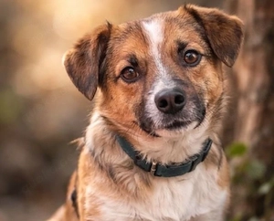 Jack - kleiner Kerl mit giel Potential!