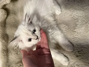 Babykätzchen sucht ein liebevolles Zuhause Bild 3