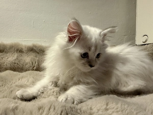 Babykätzchen sucht ein liebevolles Zuhause Bild 4