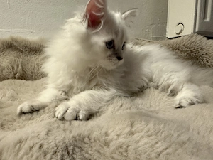 Babykätzchen sucht ein liebevolles Zuhause Bild 2