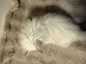 Babykätzchen sucht ein liebevolles Zuhause Bild 9