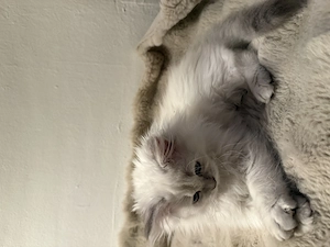 Babykätzchen sucht ein liebevolles Zuhause Bild 6