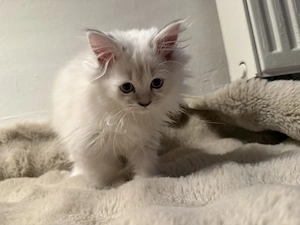 Babykätzchen sucht ein liebevolles Zuhause Bild 10