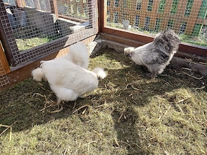 Eier von Zwergseiden Hühner