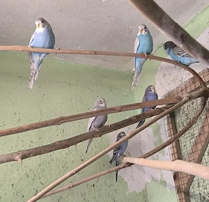 junge Wellensittiche 