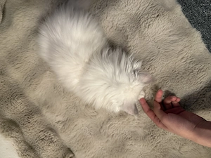 Babykätzchen sucht ein liebevolles Zuhause Bild 8