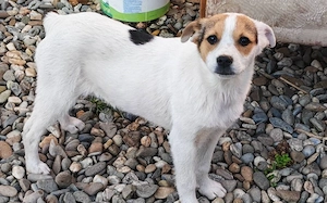 Zuckermaus Clärchen sucht ihr Glück