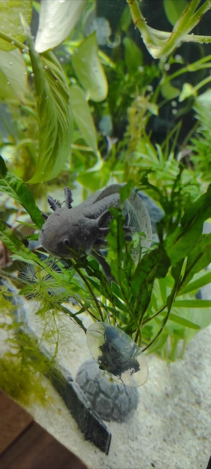Drei Axolotle suchen ein neues Zuhause 