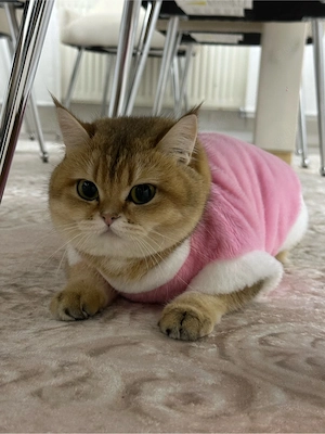 Golden Shaded kitten Bild 4