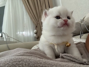 Golden Shaded kitten