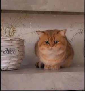 Golden Shaded kitten Bild 3