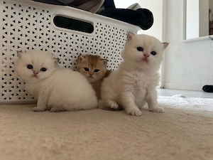 Golden Shaded kitten Bild 2