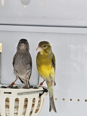 Raza Espa ola perchen 