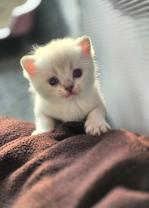 Reinrassige Bkh kitten 