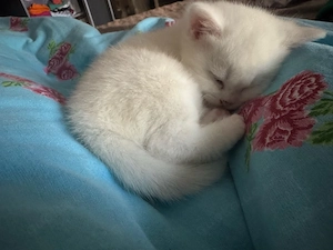 Zuckersüßer BKH-Mischling (Kater) sucht Traumzuhause ab Mitte Mai!