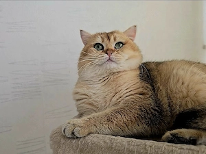 BKH Deckkater NY11 Golden Chinchilla mit Stammbaum 