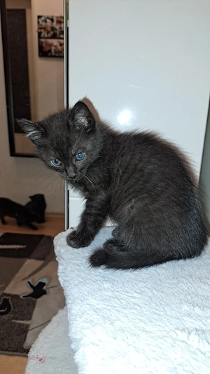 Junge Katzen suchen ein Zuhause