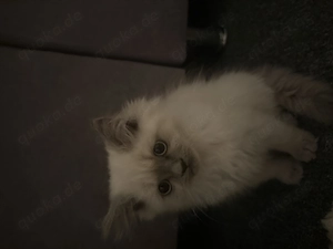 Süße Babykatze sucht ein neues Zuhause