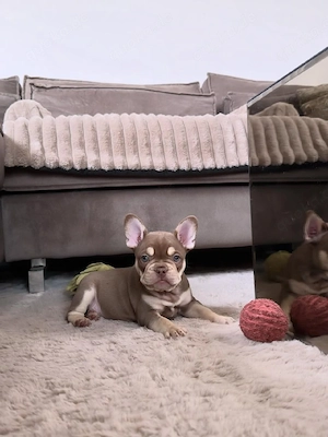 Französische Bulldoggenwelpe sucht ein liebevolles Zuhause