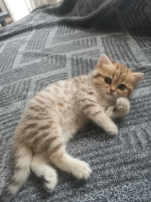 Britisch Kurzhaar Kitte in Black Golden Shell 