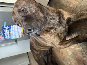 Mischling sucht neues Zuhause 