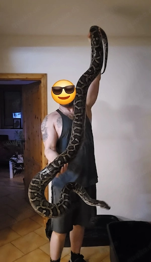 im auftrag 0.1 tigerpython 66% pos het pied caramel